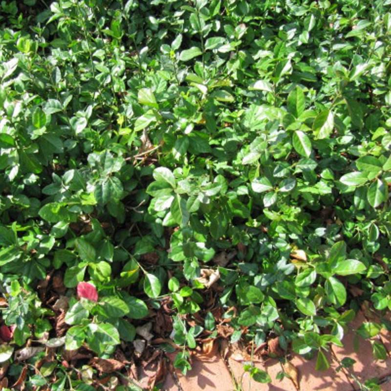 Fusain du Japon Microphyllus, Euonymus - Pot de 3L - 40/60 cm - Image 2