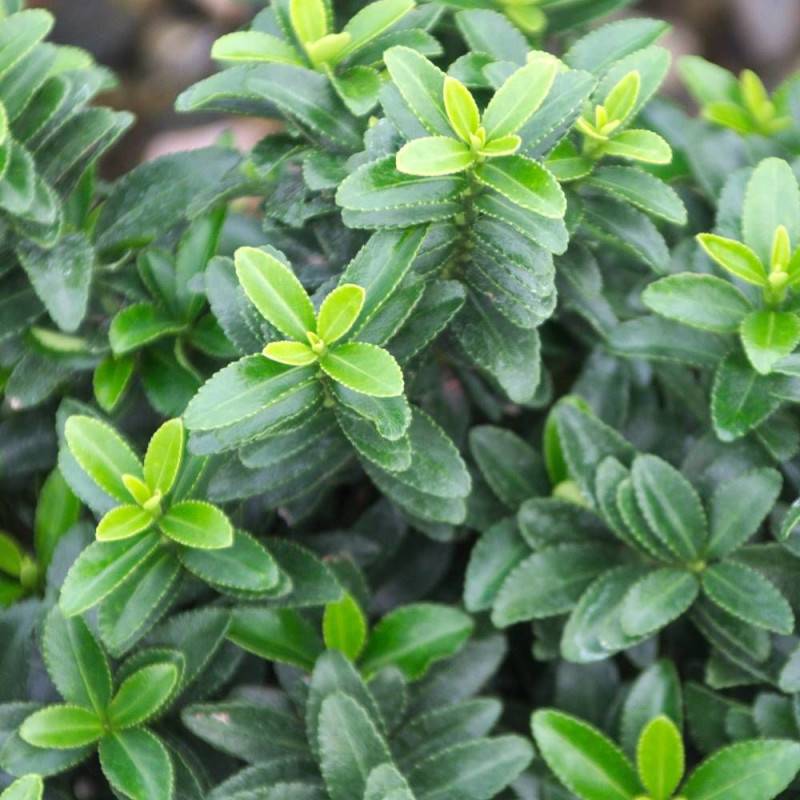 Fusain du Japon Microphyllus, Euonymus - Pot de 3L - 40/60 cm - Image 3