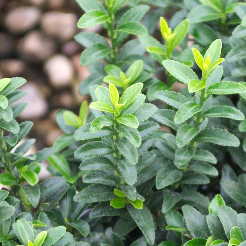 Fusain du Japon Microphyllus, Euonymus - Pot de 3L - 40/60 cm - Image 4