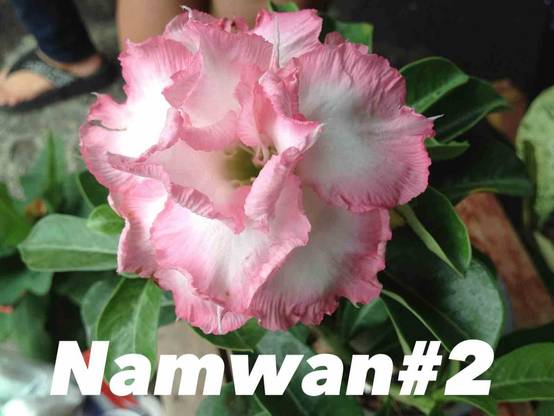 Sans Marque - Adenium obesum cv Namwan Caudex d'environ 2000g 25/30cm - Image 1