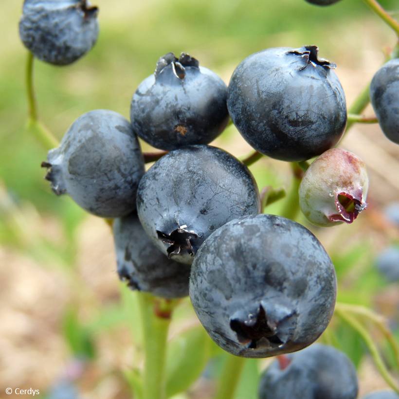 Myrtillier Hortblue Poppins Pot de 1,5L/2L, Buisson