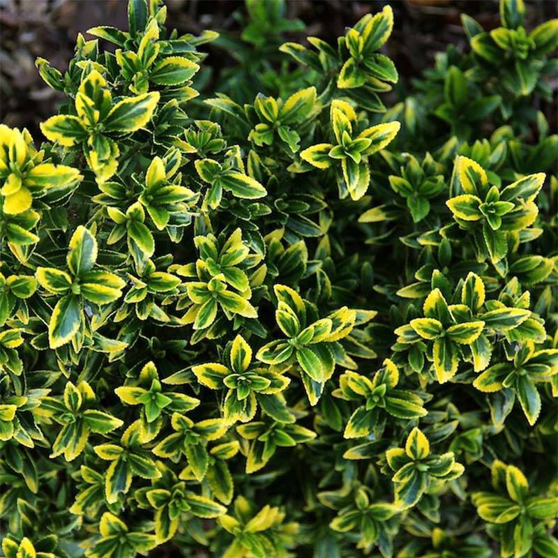 Euonymus japonicus Microphyllus Aureovariegatus - Fusain Pot de 2L/3L