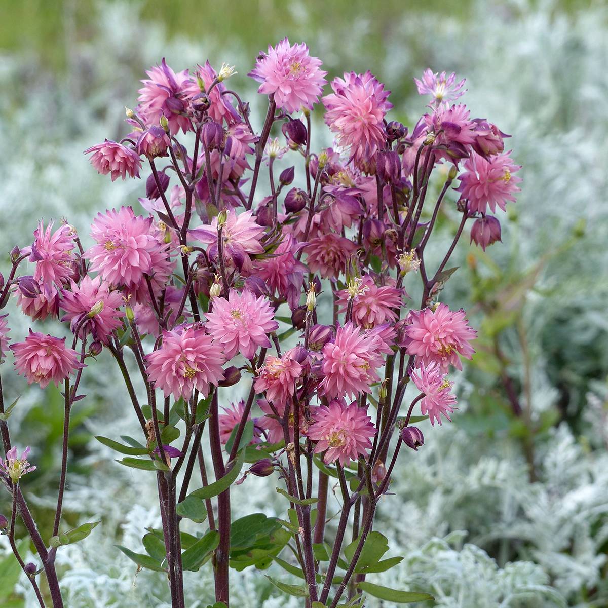 Promesse de Fleurs - Graines d'Ancolie Rose Barlow - Aquilegia vulgaris le sachet de 50 graines environ (0.5g)