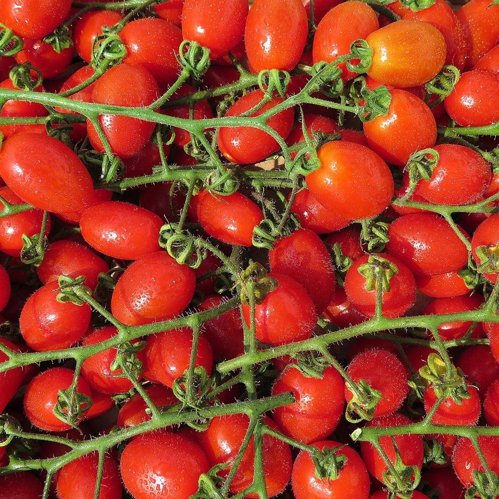 Tomate Santonio F1 en plants GREFFES - Tomate cerise Mini-motte Ø 3/4 cm (par 2)