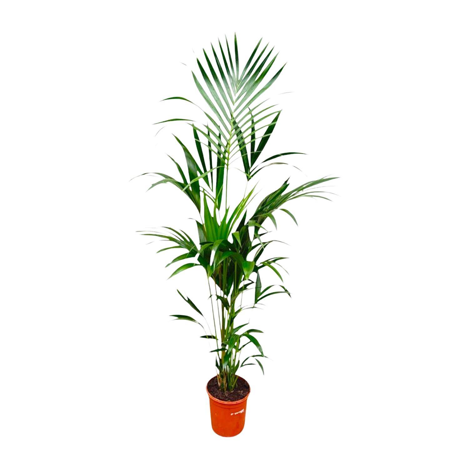 Palmier Kentia - Howea forsteriana - Ø25cm - ↕180cm - Plantes d’intérieur - Image 1