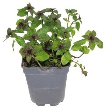 Fleuron D'Anjou - Plant de Menthe poivree  pot de1 l - Image 1
