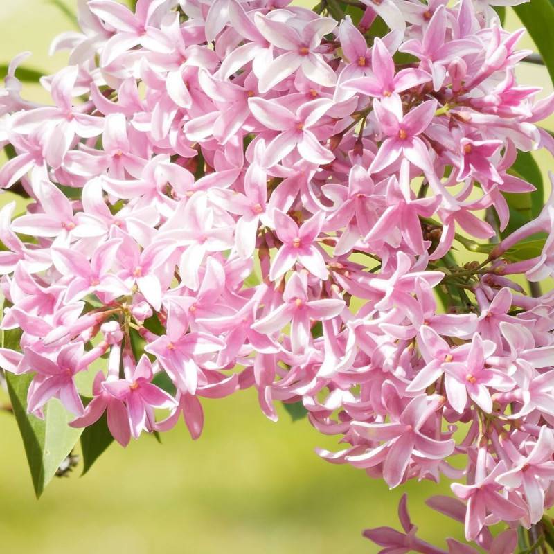 Lilas de Chine Josee, Syringa à fleurs Rose - feuillage Caduc - Pot de 1,5L - 10/20 cm-  hauteur à maturité De 2,50 m à 3,00 m - Image 1