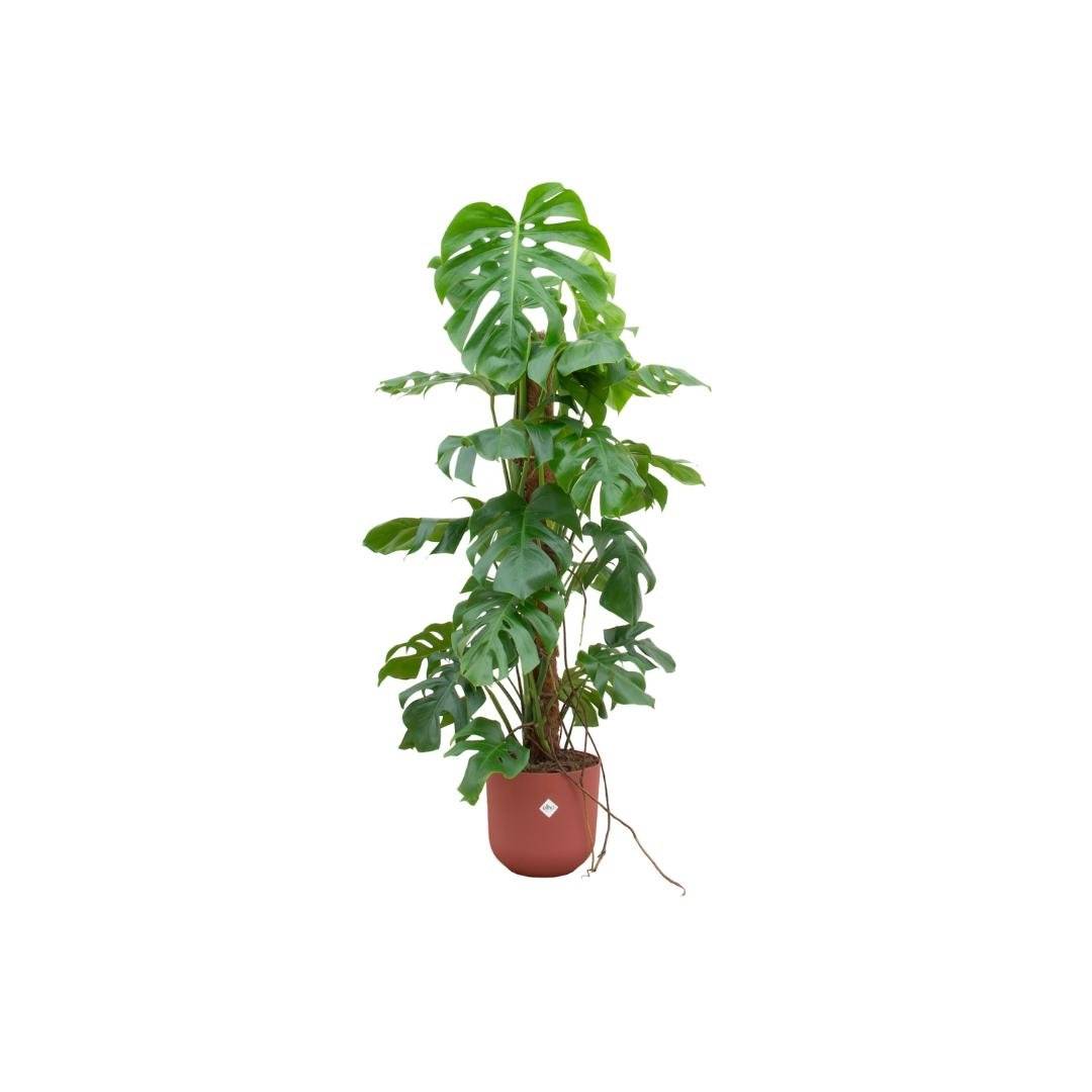 Monstera Pertusum 120cm et son pot- La Green Touch Rouge - Hauteur 120cm