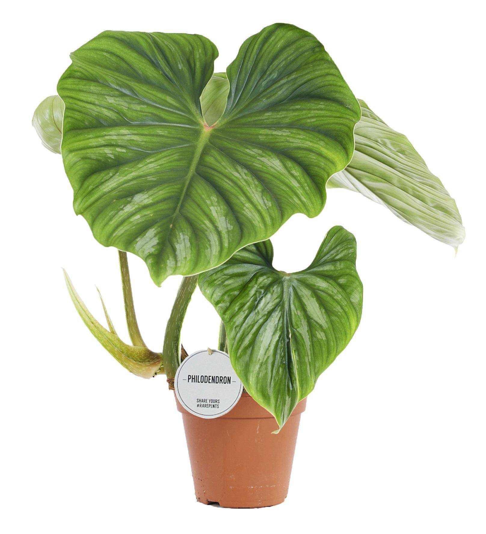 Philodendron Plowmanii 50cm - Plante d'intérieur- La Green Touch - Image 1