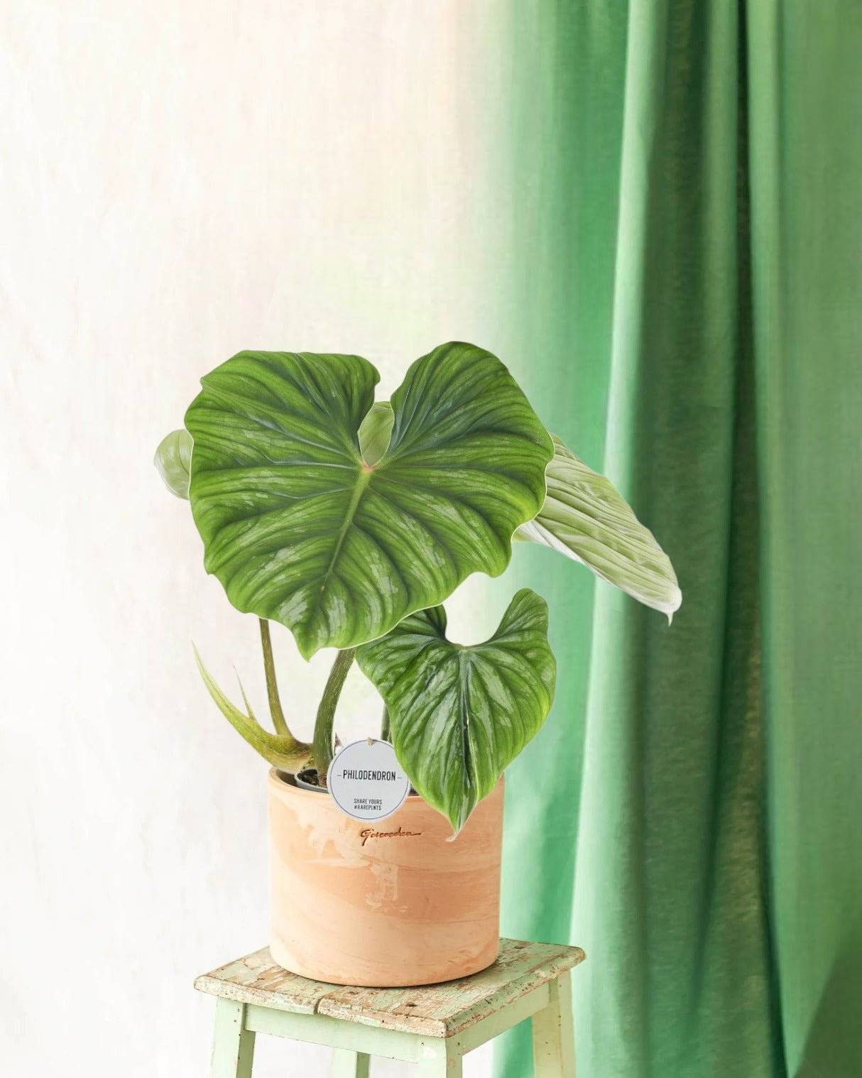 Philodendron Plowmanii 50cm - Plante d'intérieur- La Green Touch - Image 2