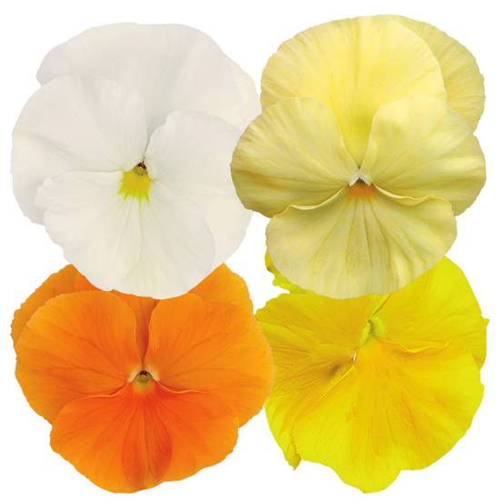 Graines de Pensée Inspire Plus Sunny Day Mix - Viola x wittrockiana le sachet de 25 graines environ