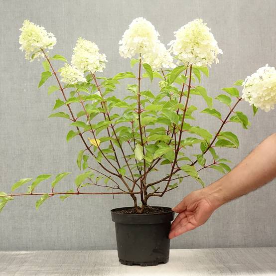Promesse de Fleurs - Hydrangea paniculata Diamant Rouge - Hortensia paniculé Pot de 2L/3L, Buisson, 3/4 branches - Image 2