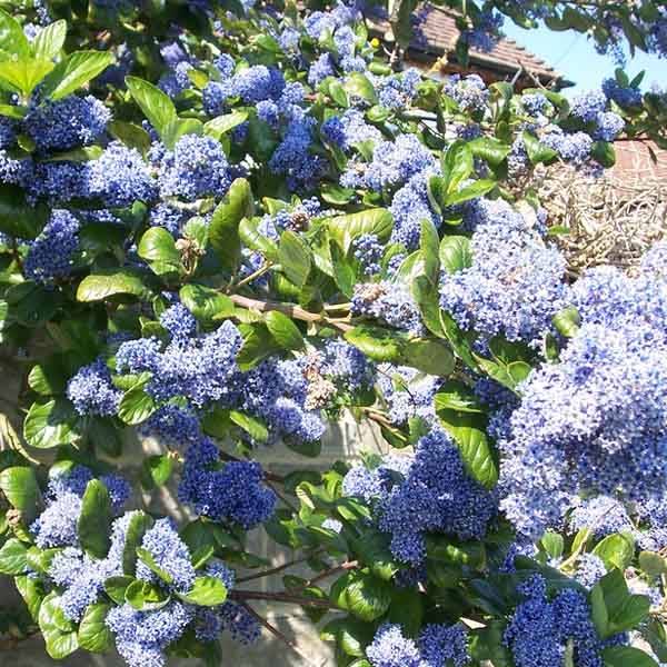 Céanothe arboreus Trewithen Blue Pot de 2L/3L - Image 1
