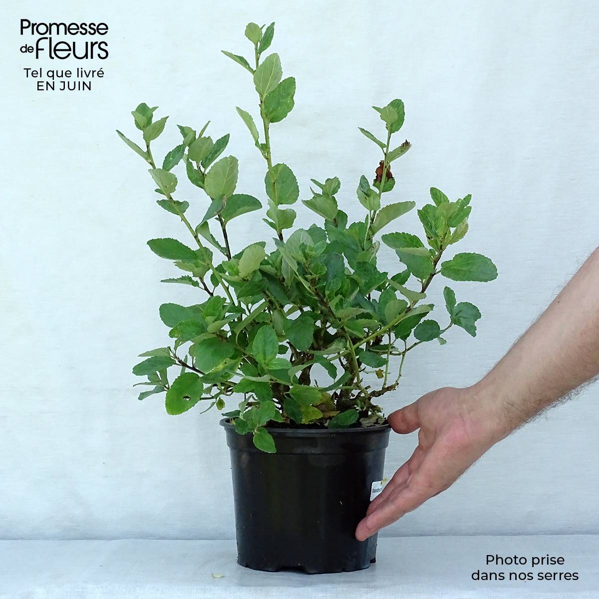 Céanothe arboreus Trewithen Blue Pot de 2L/3L - Image 2