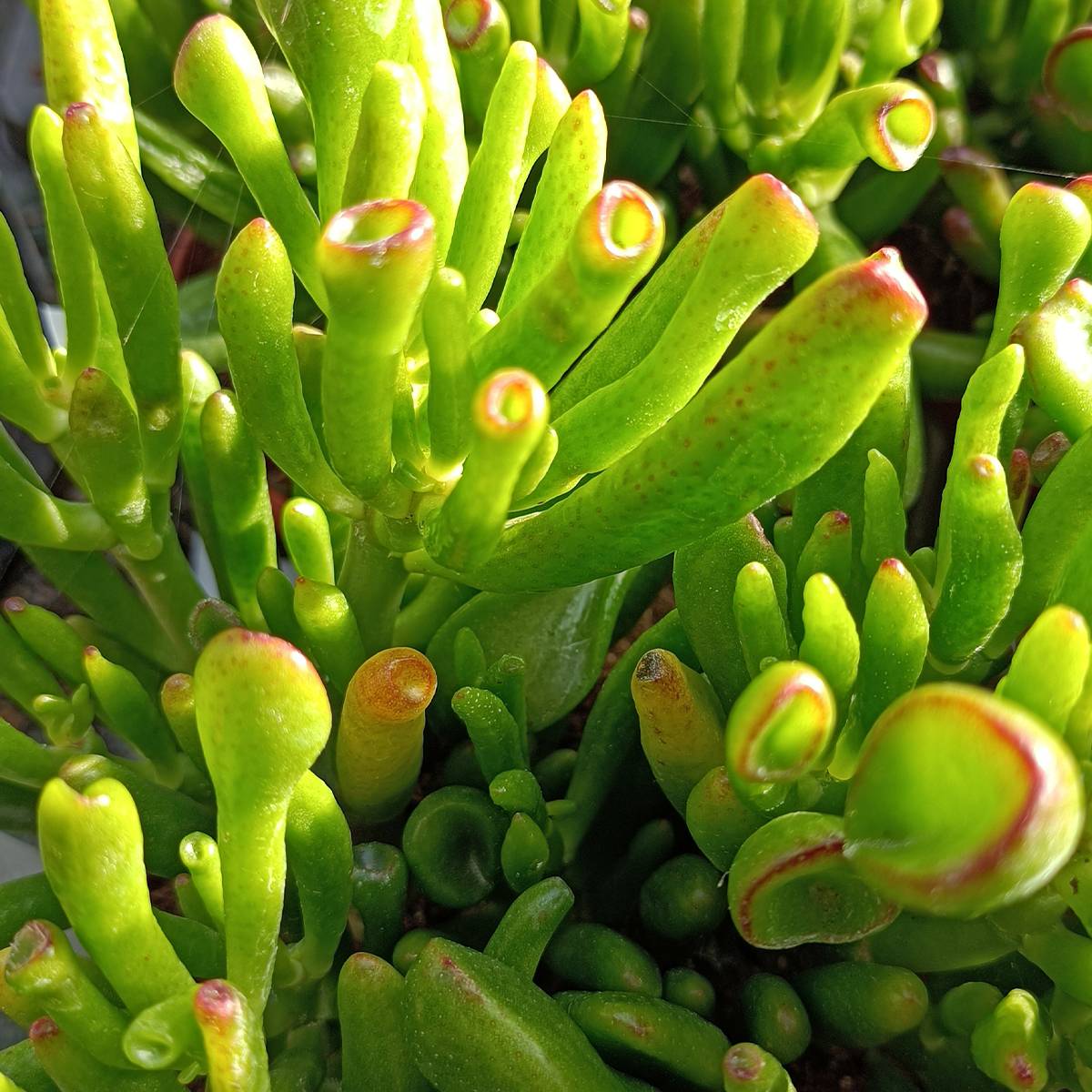Promesse de Fleurs - Crassula ovata Hobbit Pot de 12 cm / 13 cm