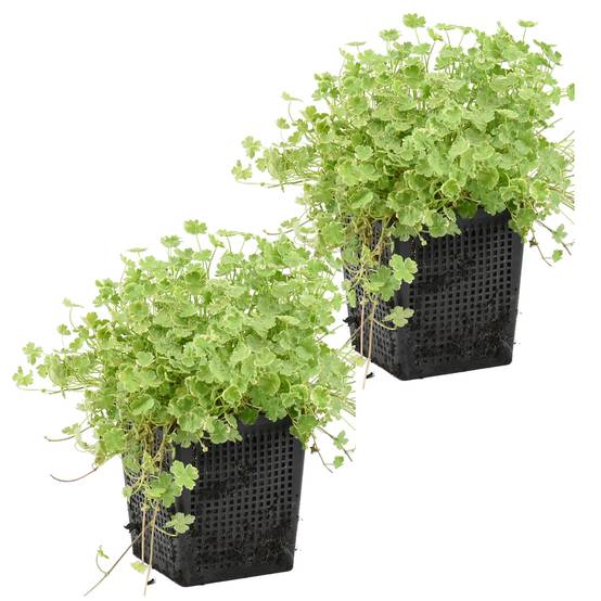 Lot de 2 - Hydrocotyle Variegata - Hydrocotyle panachée - Plantes de bassin - H. 10-20 cm - P. 11 cm - Image 1