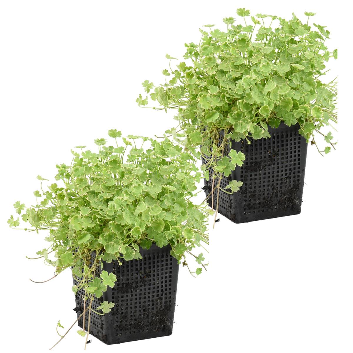 Lot de 2 - Hydrocotyle Variegata - Hydrocotyle panachée - Plantes de bassin - H. 10-20 cm - P. 11 cm - Image 1
