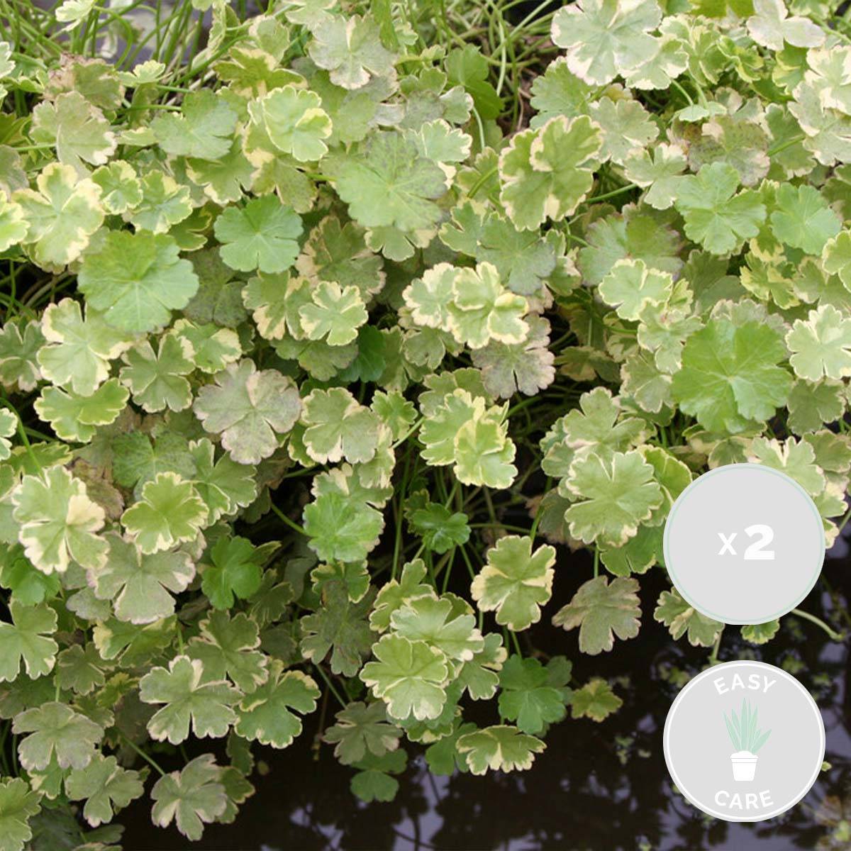 Lot de 2 - Hydrocotyle Variegata - Hydrocotyle panachée - Plantes de bassin - H. 10-20 cm - P. 11 cm - Image 2