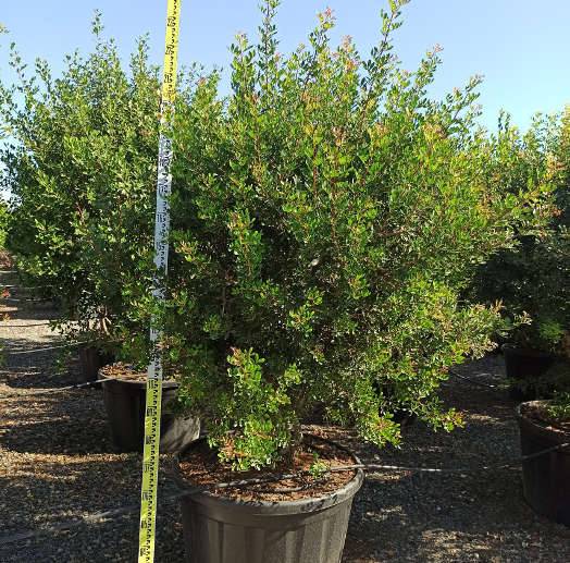 Sans Marque - Pistacia lentiscus ADULTE (Pistachier lentisque, Arbre à mastic) Couleur floraison:vert - Taille:Pot de 250L 175/200cm - Image 1