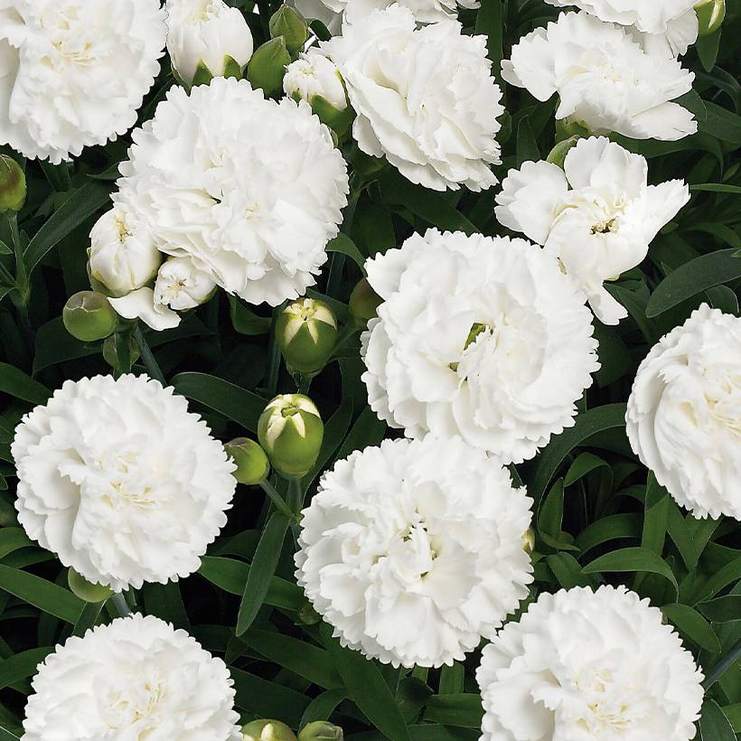 Promesse de Fleurs - Oeillet double vivace Sunflor Cosmos - Dianthus hybride Mini-motte Ø 1,5/2,5 cm (par 5)