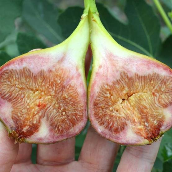 Figuier Gustissimo Perretta - Ficus carica Pot de 2L/3L, Buisson