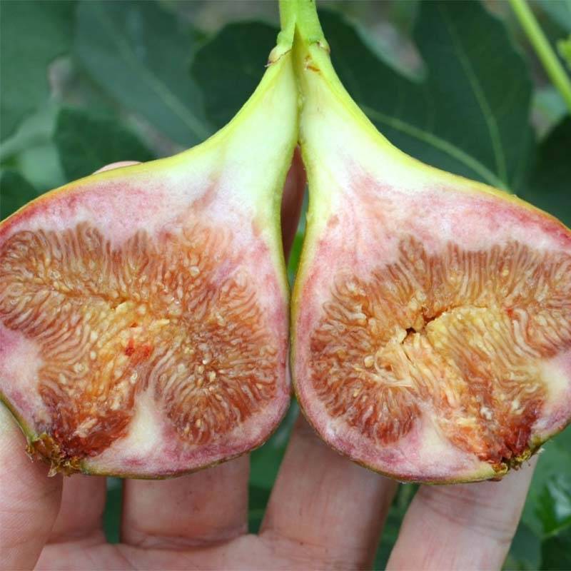 Figuier Gustissimo Perretta - Ficus carica Pot de 2L/3L, Buisson