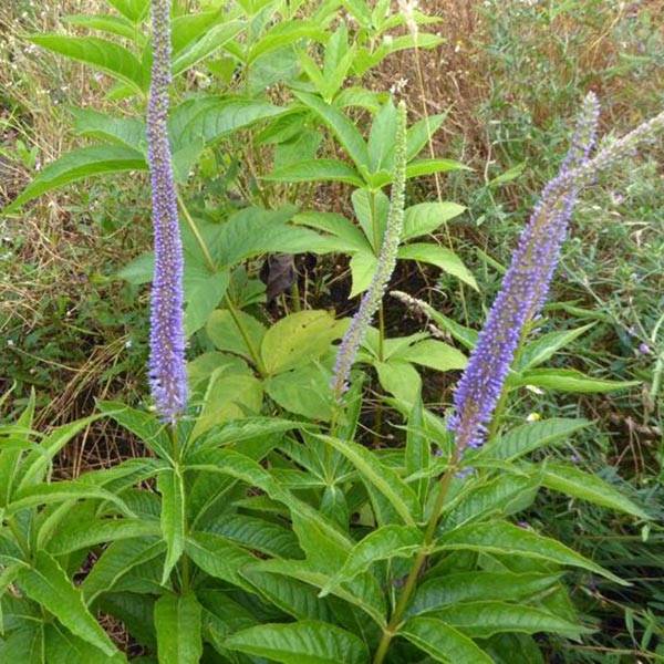 Véronique Apollo - Veronicastrum virginicum Apollo Pot de 2L/3L