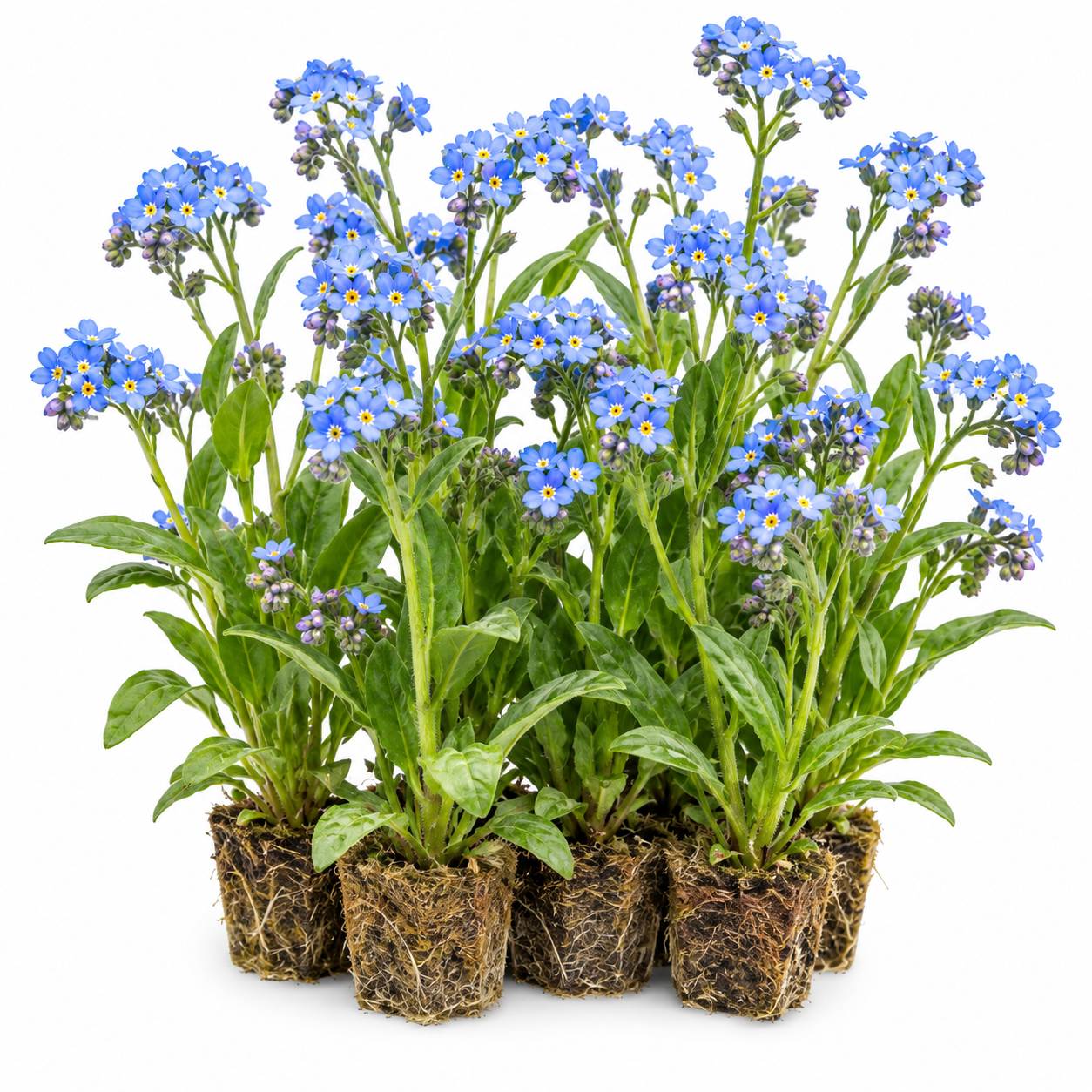 Myosotis des marais - Myosotis scorpioides - 12 plantes - Image 1