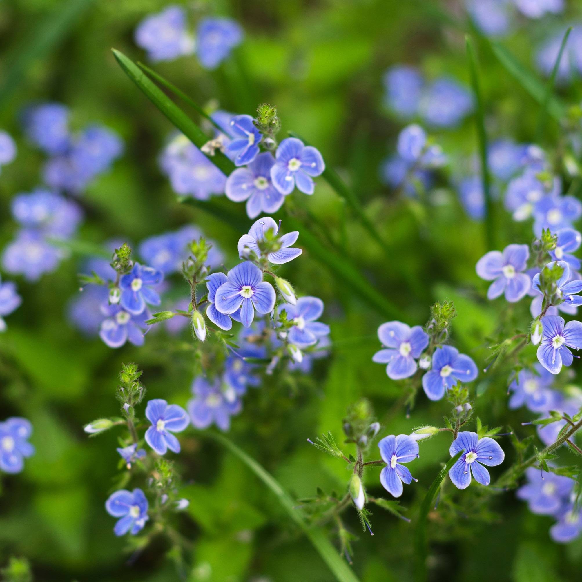 Myosotis des marais - Myosotis scorpioides - 12 plantes - Image 3