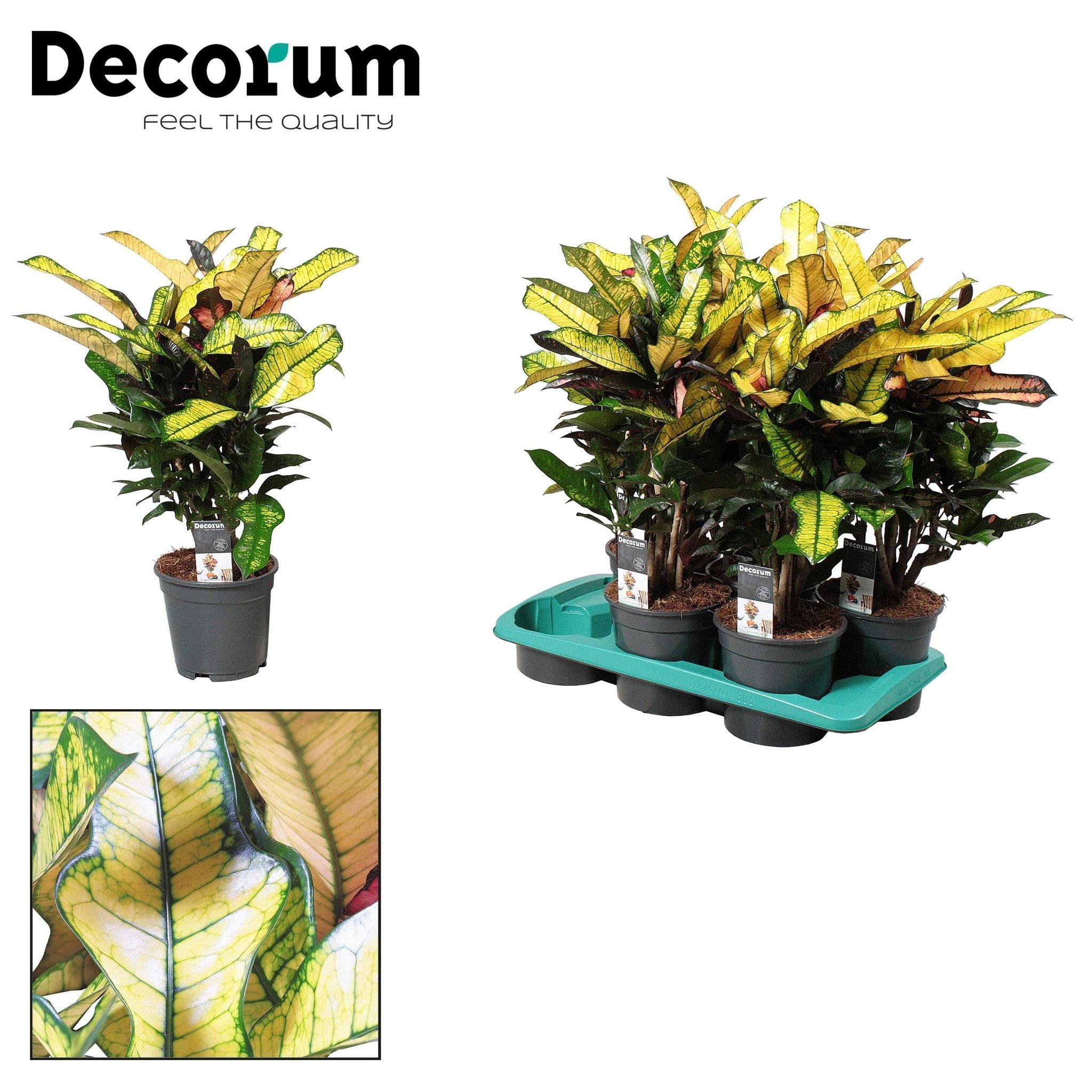 La Green Touch - Croton Wilma - D17 H60cm