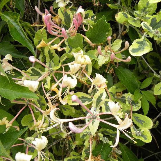 Chèvrefeuille panaché - Lonicera x italica Harlequin Pot de 1,5L/2L