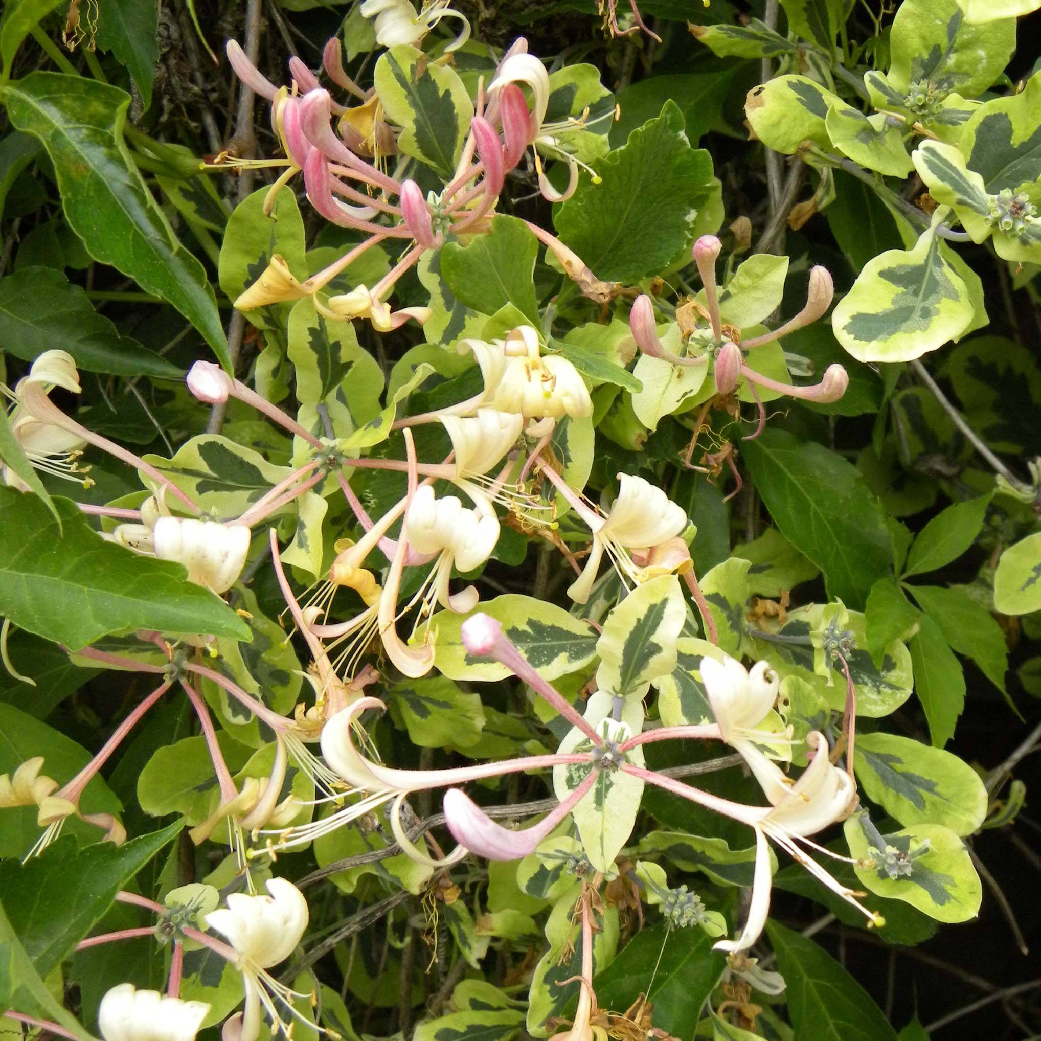 Chèvrefeuille panaché - Lonicera x italica Harlequin Pot de 1,5L/2L