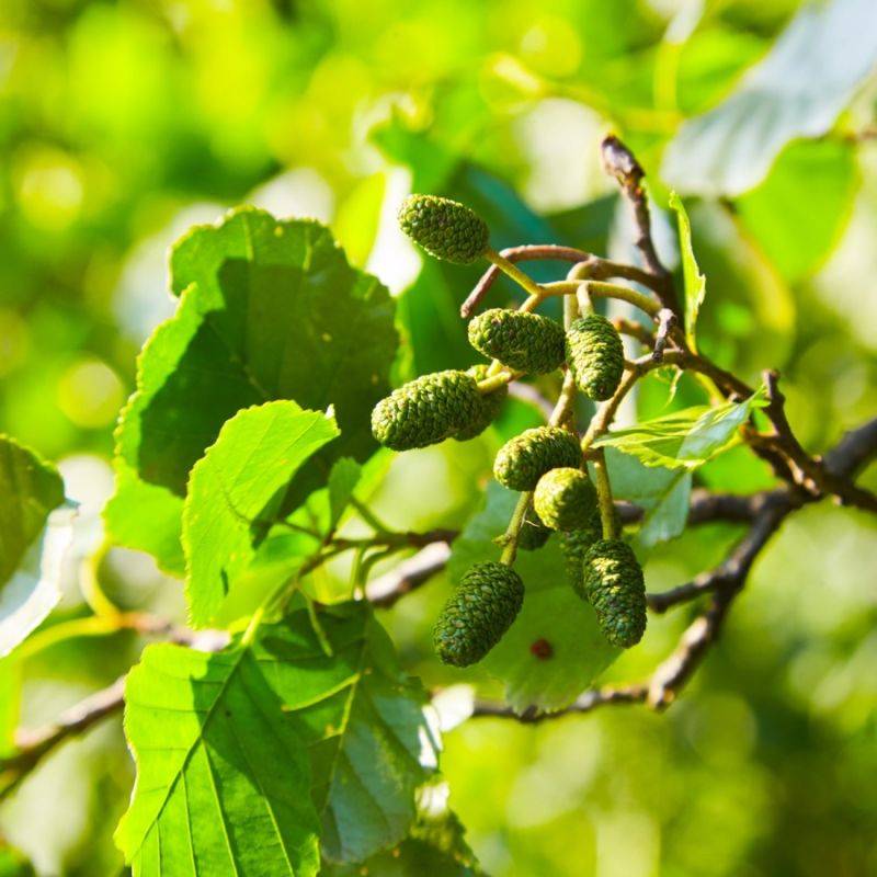 Aulne glutineux (Alnus glutinosa) - Godet - Taille 30/50cm - Pépinières Naudet - Image 2