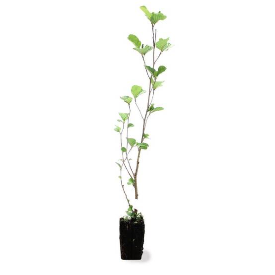 Aulne glutineux (Alnus glutinosa) - Godet - Taille 30/50cm - Pépinières Naudet - Image 3