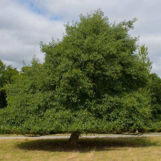 Aulne glutineux (Alnus glutinosa) - Godet - Taille 30/50cm - Pépinières Naudet - Image 1