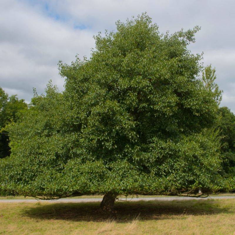 Aulne glutineux (Alnus glutinosa) - Godet - Taille 30/50cm - Pépinières Naudet - Image 1