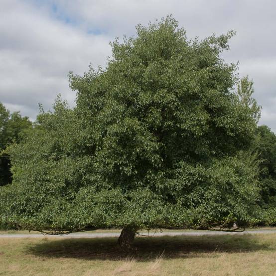 Aulne glutineux (Alnus glutinosa) - Godet - Taille 30/50cm - Pépinières Naudet - Image 5