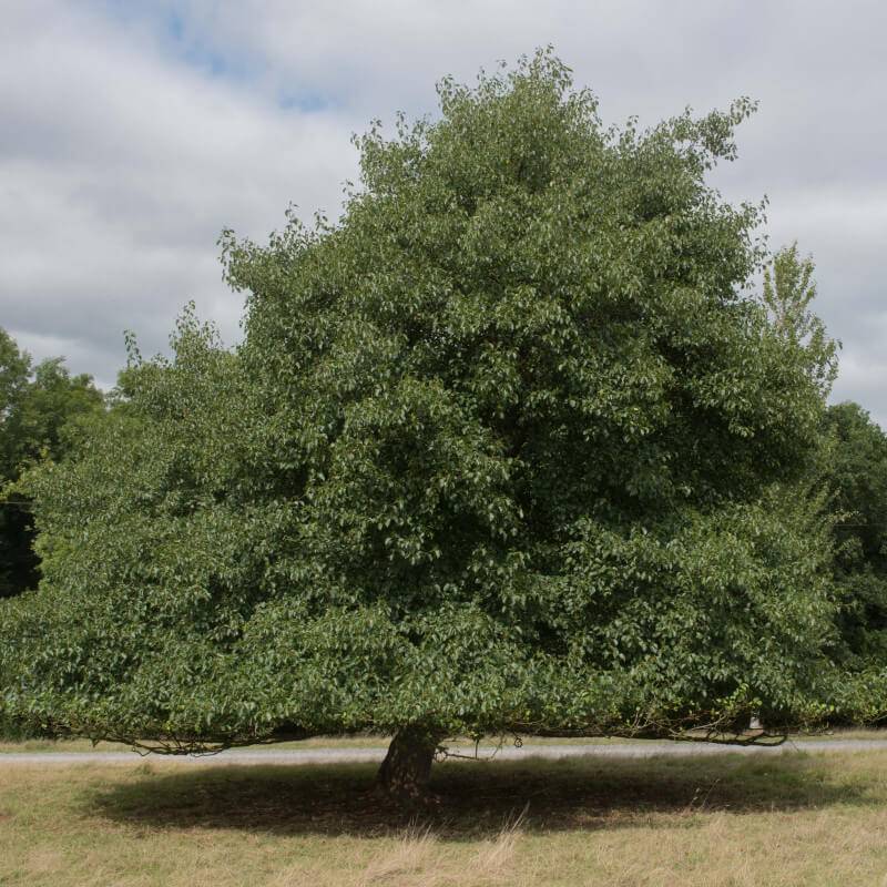 Aulne glutineux (Alnus glutinosa) - Godet - Taille 30/50cm - Pépinières Naudet - Image 5