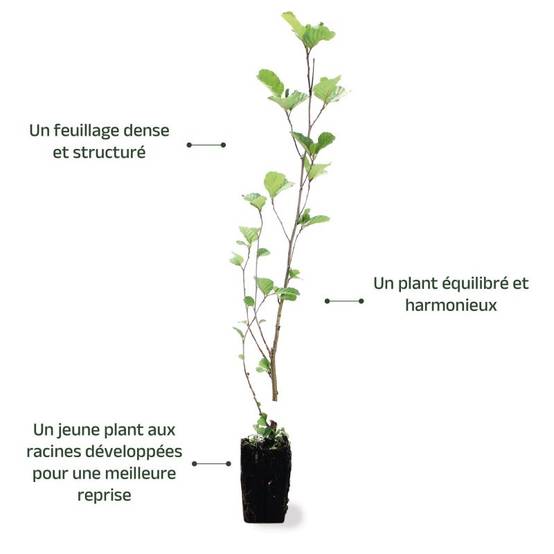 Aulne glutineux (Alnus glutinosa) - Godet - Taille 30/50cm - Pépinières Naudet - Image 4