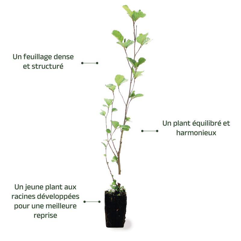 Aulne glutineux (Alnus glutinosa) - Godet - Taille 30/50cm - Pépinières Naudet - Image 4