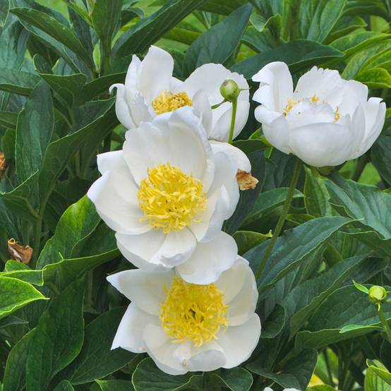 Promesse de Fleurs - Pivoine lactiflora Jan van Leeuwen Pot de 3L/4L