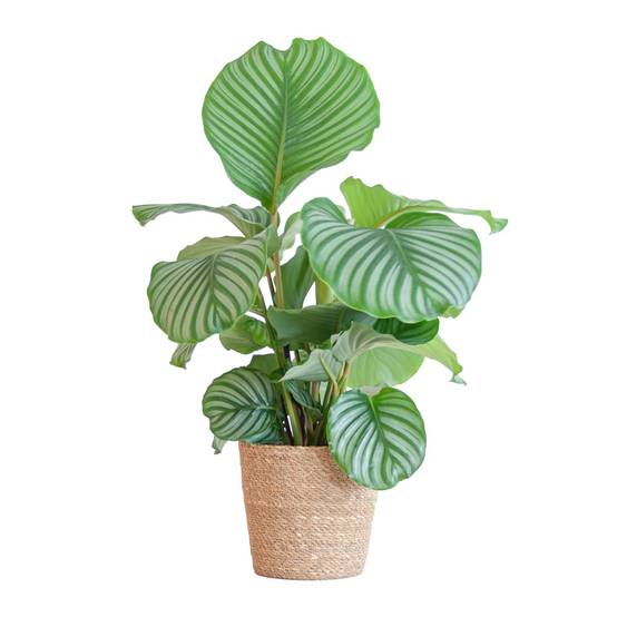 Calathea Orbifolia et son pot- La Green Touch Panier naturel - Hauteur 65cm