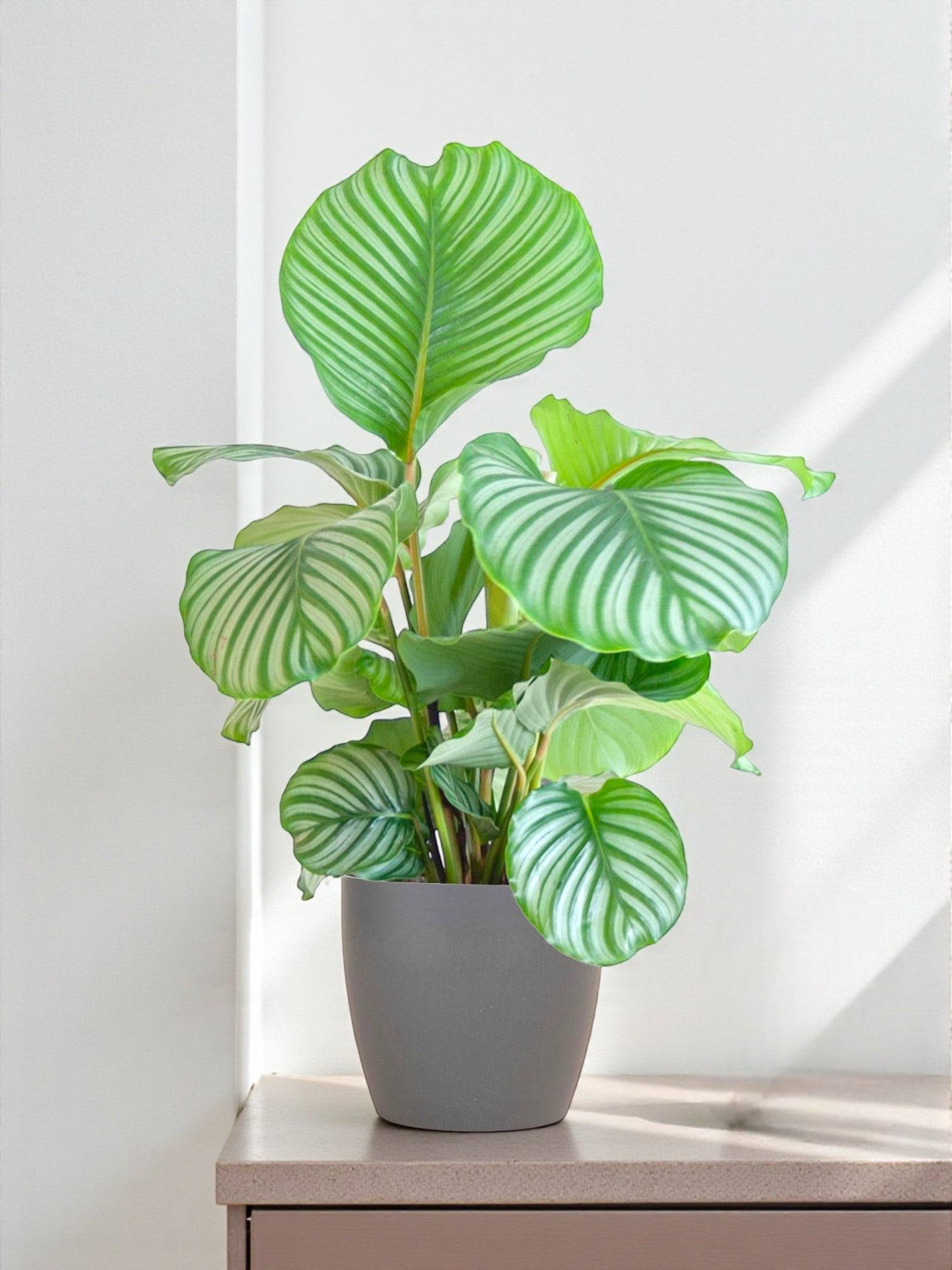 La Green Touch - Calathea Orbifolia et son pot- La Green Touch Panier naturel - Hauteur 65cm