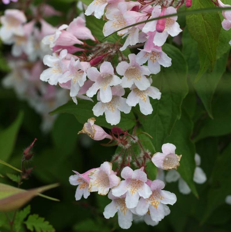 Kolkwitzia amabilis Pink Cloud - Buisson de beauté Pot de 3L/4L - Image 1