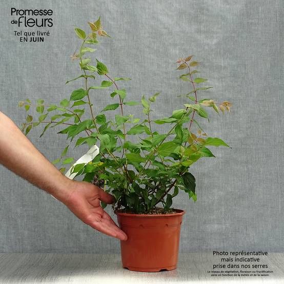 Kolkwitzia amabilis Pink Cloud - Buisson de beauté Pot de 3L/4L - Image 2