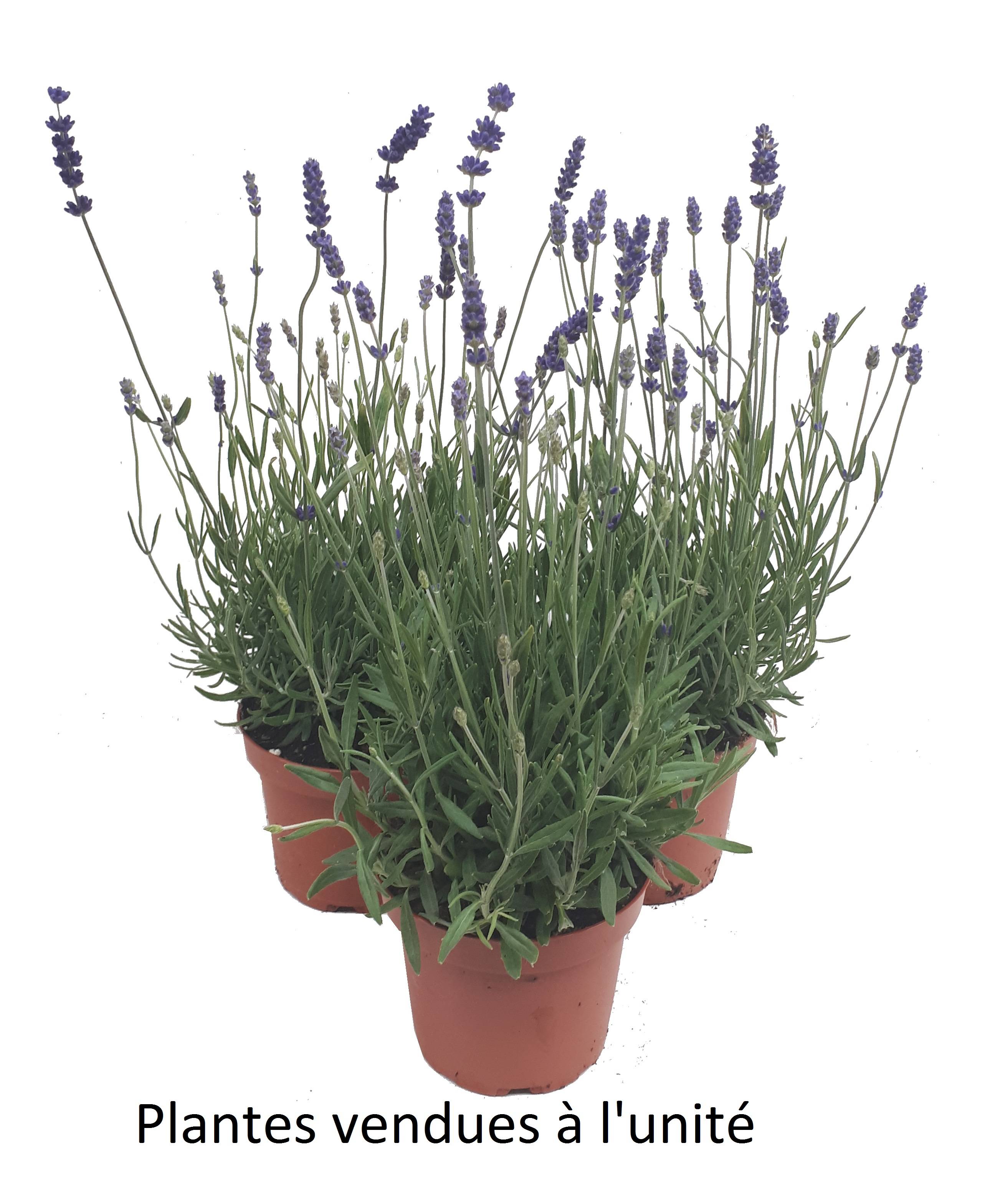 Lavande hidcote pot 13 cm