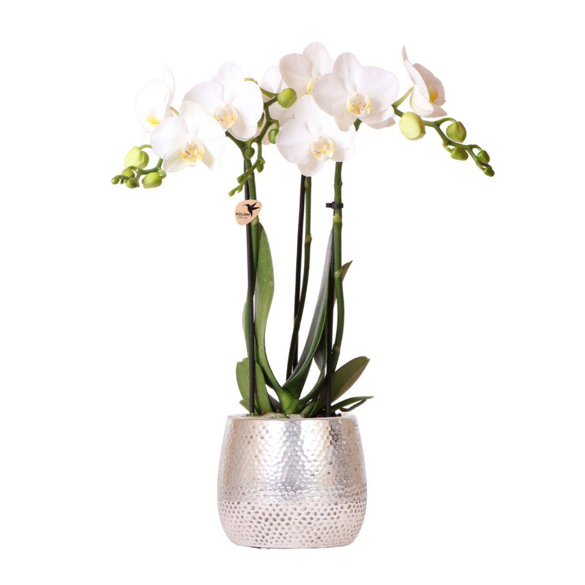 Orchidée Phalaenopsis blanche 'Amabilis' + cache-pot Elite argenté - Ø9cm - Plantes d'intérieur