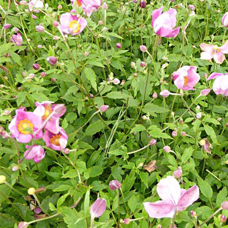 Anémone japonaise Pretty Lady Susan Godet de 8/9 cm