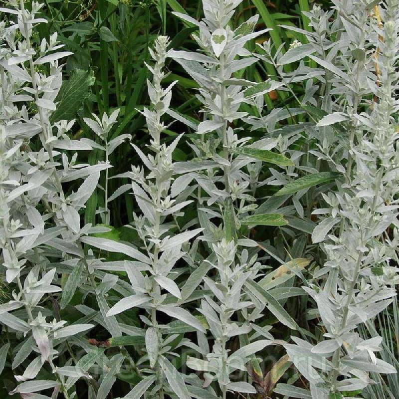 Armoise blanche Silver Queen à fleurs Blanche - feuillage Persistant - Godet - 5/20 cm-  hauteur à maturité De 0,50 m à 1,00 m - Image 1