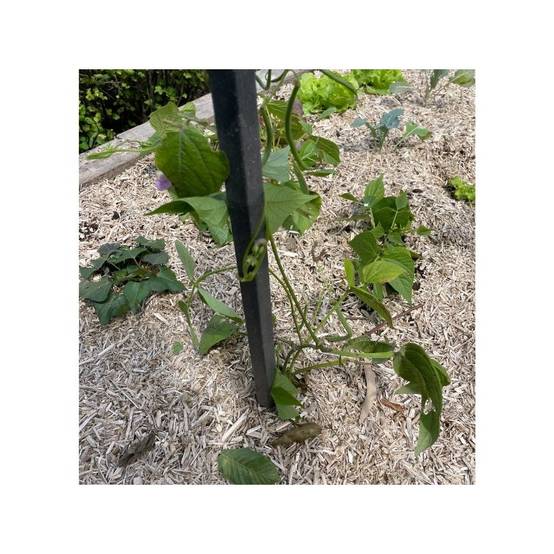 Tuteur tomates (lot de 8) - Gris anthracite 190 cm - Jardinex - Image 10